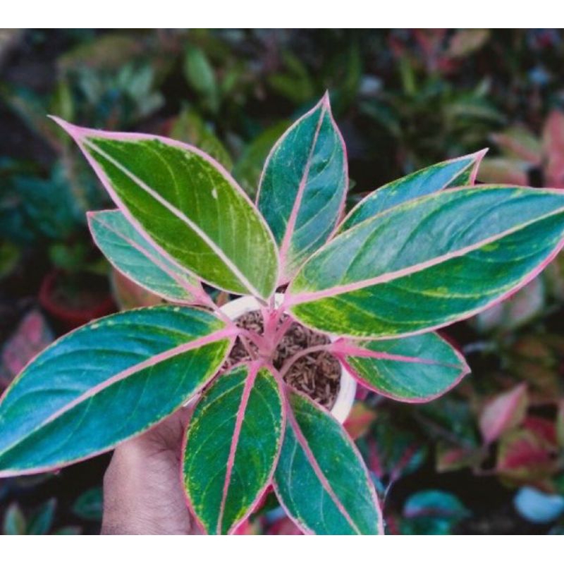 Tanaman Aglonema lipstik Manilompek