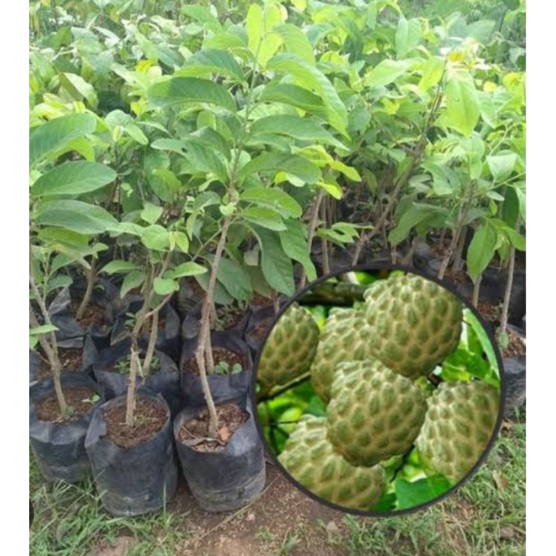 bibit buah srikaya