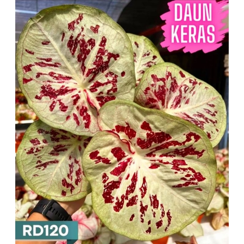 Caladium Thai Beauty H-02 1-3 Daun Tanaman Keladi Hias Murah Impor Thailand Import BUKAN bonggol bib