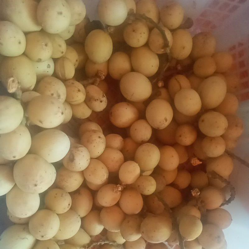 langsat/duku manis 1 kilo