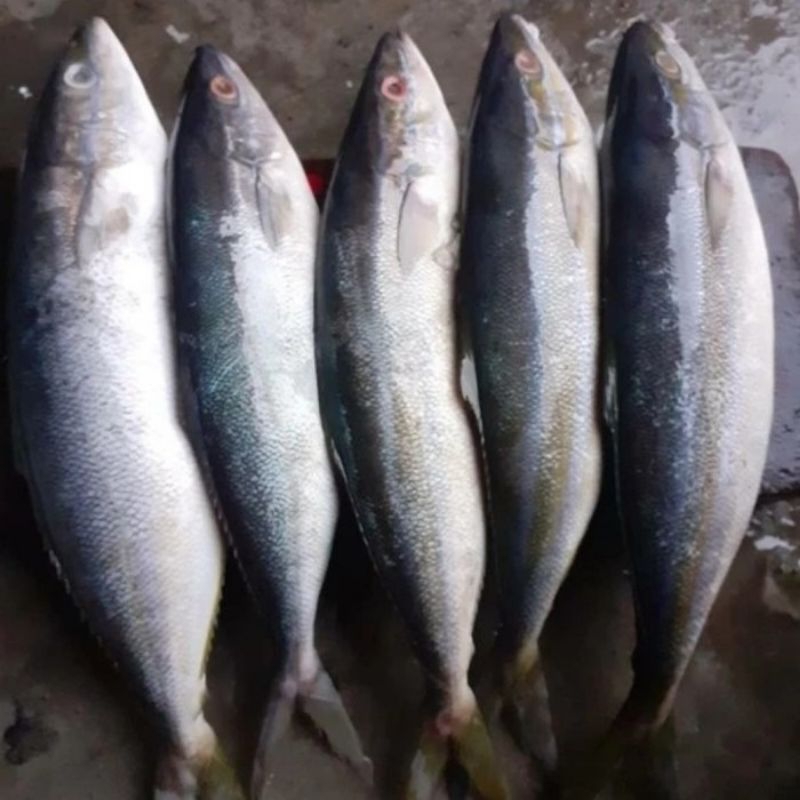 

Ikan Salmon lokal 1pcs 1kg-1,5kg