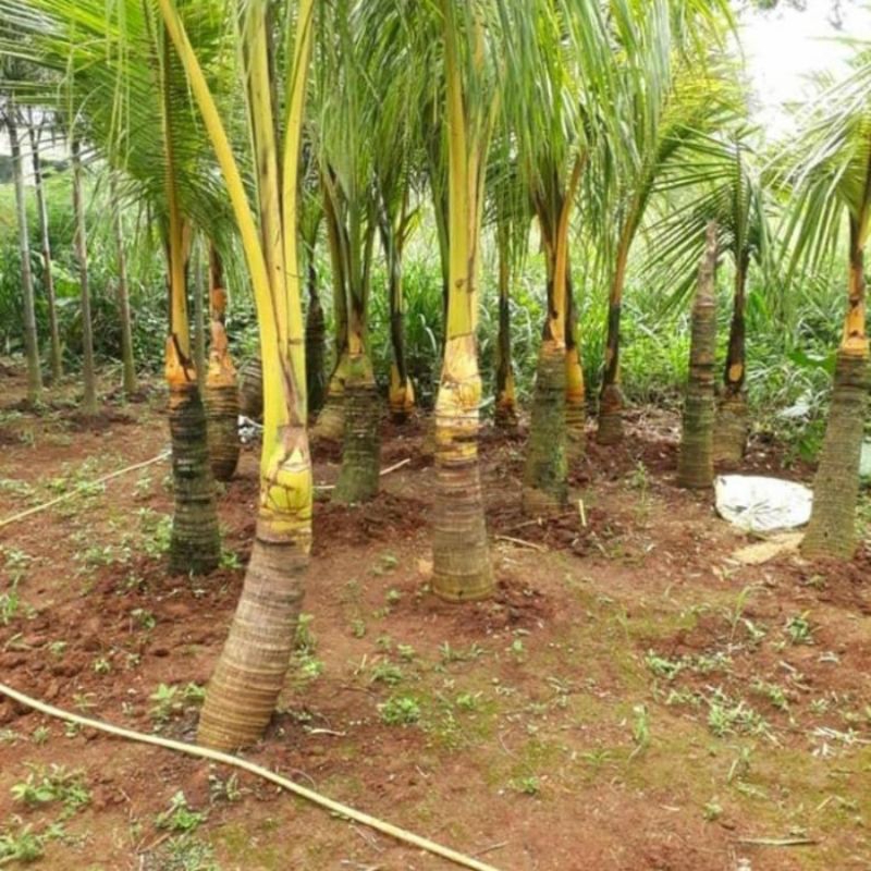 pohon kelapa kuning kelapa gading ukuran batang 2 meter