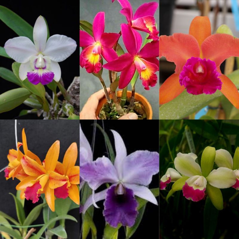 bunga anggrek cattleya mini random warna