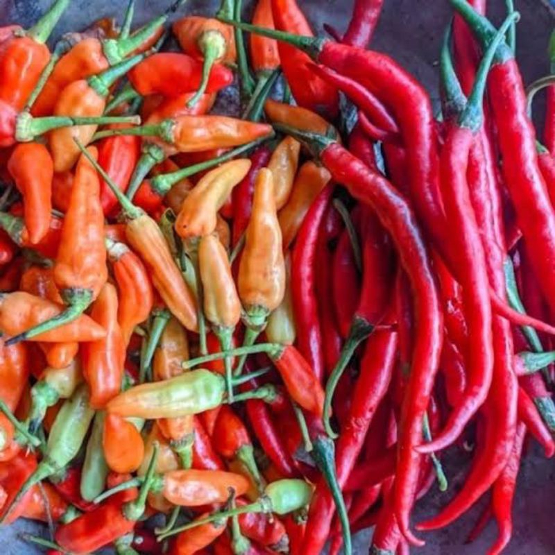 

Cabe Merah campur Rawit/ Caplak 100gr