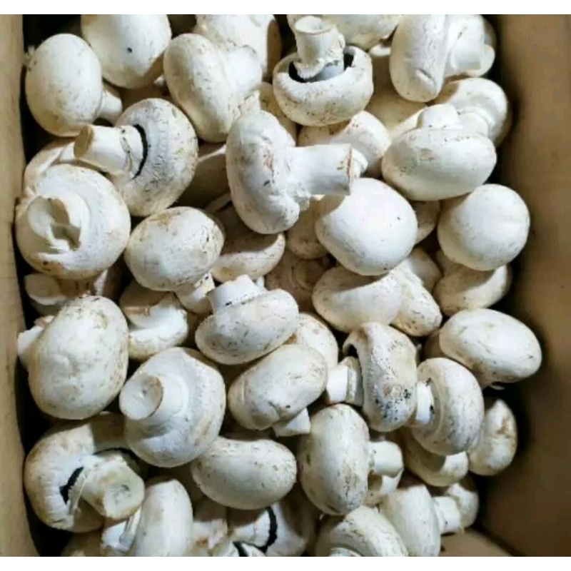 

Jamur Kancing / Jamur Champignon / Jamur Champinon / Jamur Muda 100g 250g