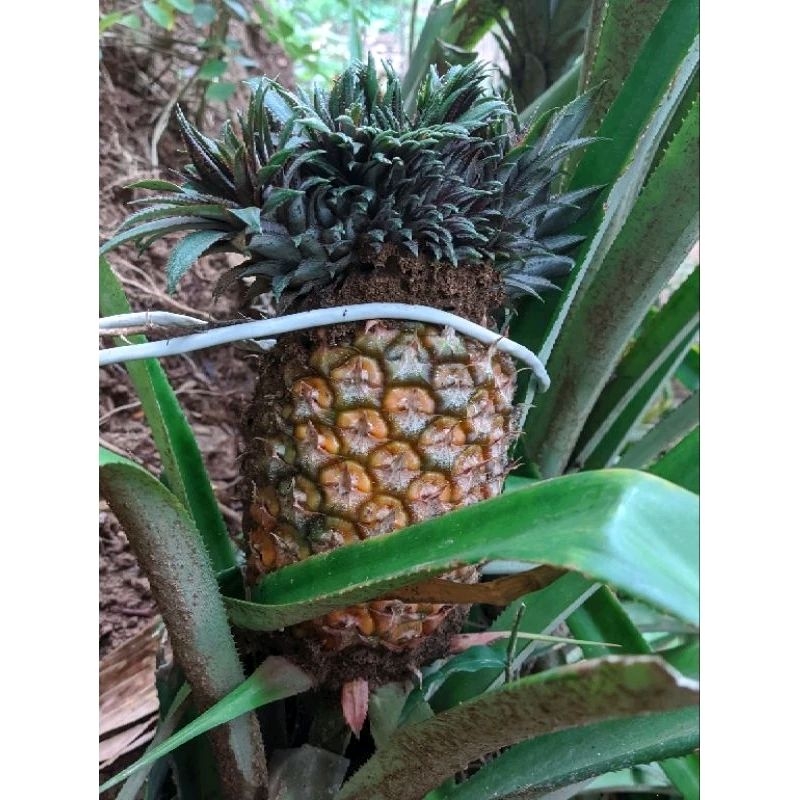 bibit nanas merah nanas hutan