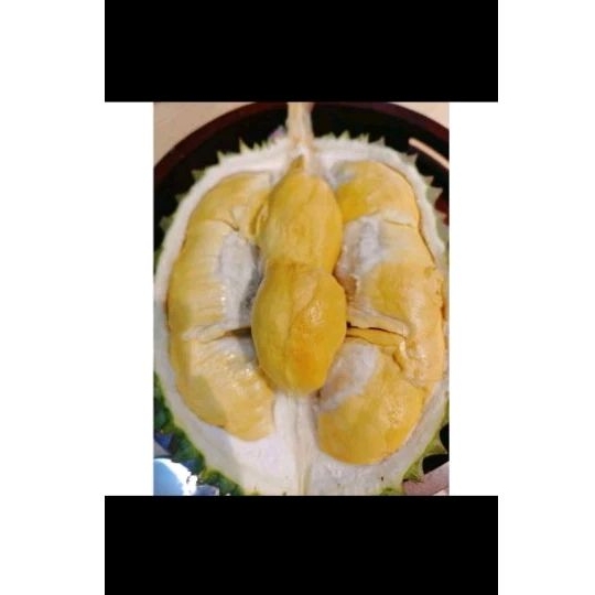 

Musang King Frozen asli Pahang Malaysia