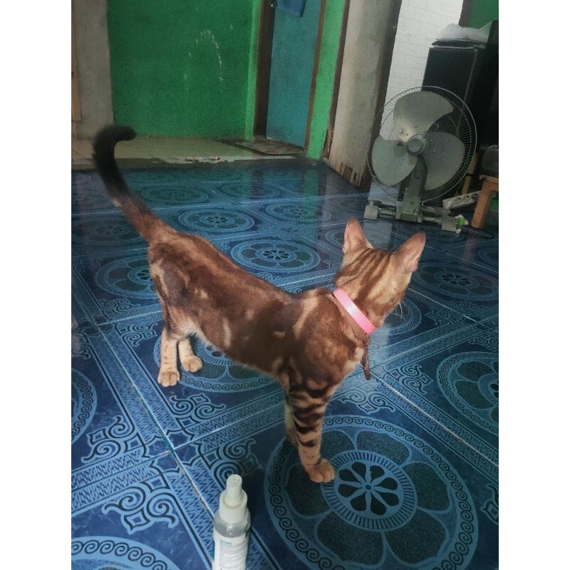 Kucing Bengal Sheeted Brown Motif Loreng Coklat