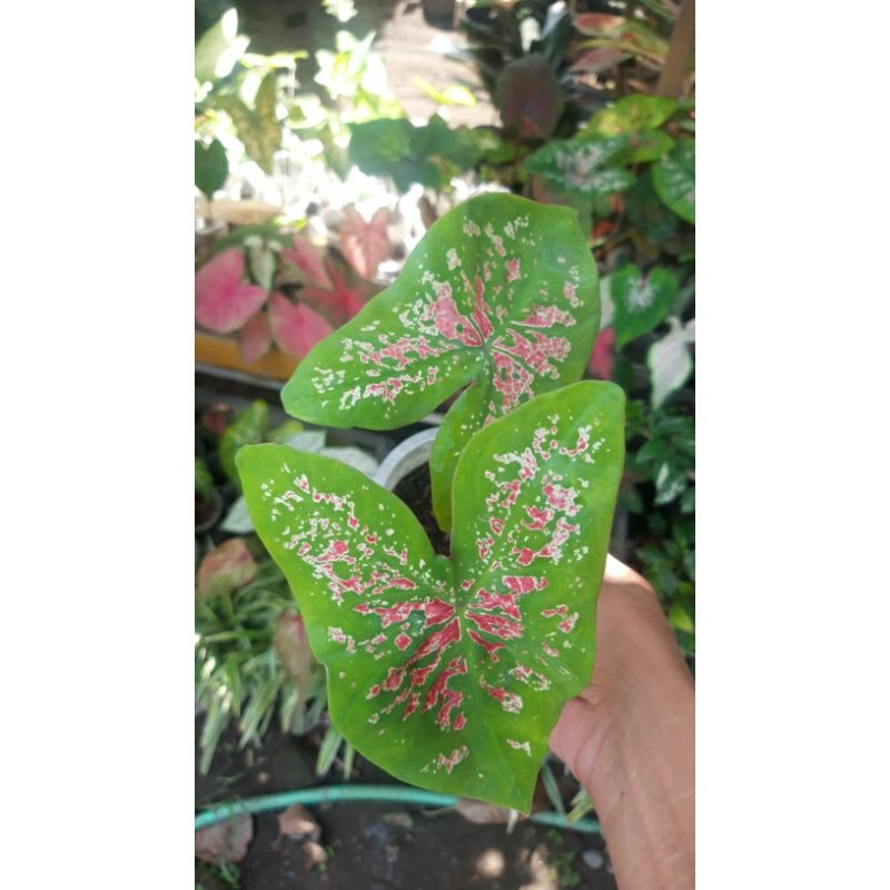 Caladium Florida Elise / keladi florida