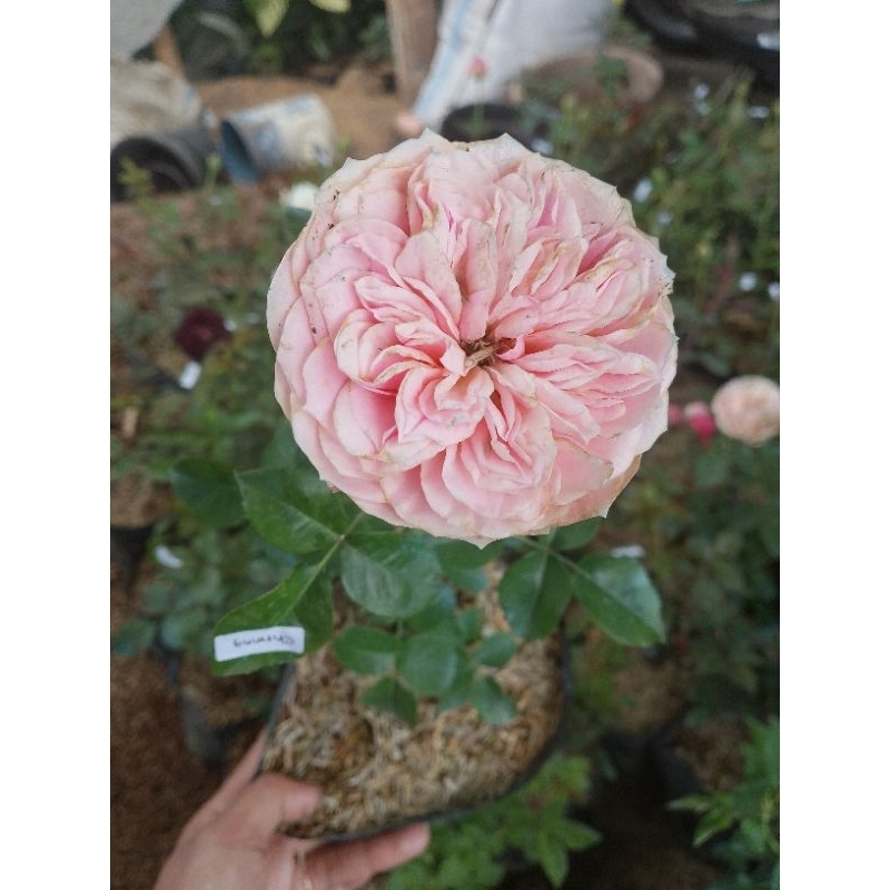 mawar import charming piano