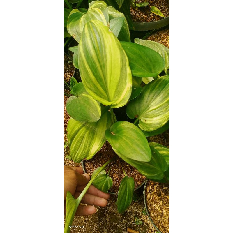 lidah katak varigata kuning