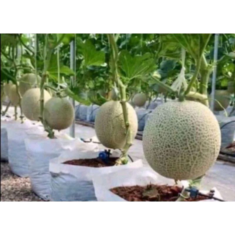 35 biji bibit melon jumbo super besar melon madu melon orange