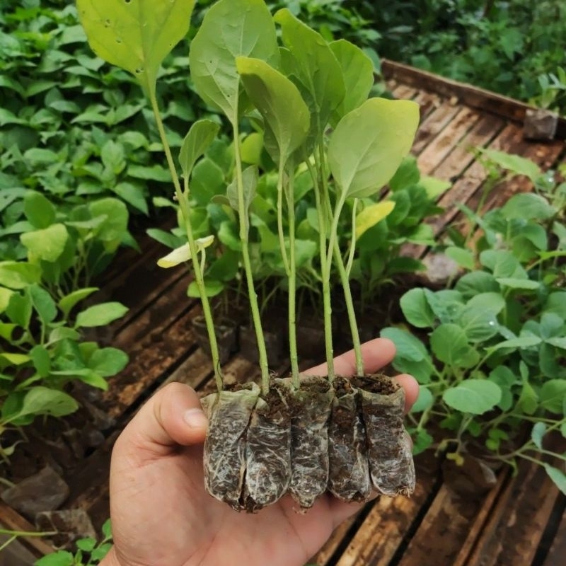 BIBIT HIDUP - Paket 50 Batang Tanaman Bibit Terong Ungu Siap Tanam