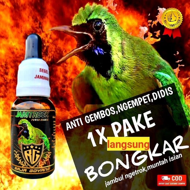 RG jamtrock raja goyang cucak ijo jamtrok cak ijo full ngentrok  JAMTROCK/ VITAMIN BURUNG PEMAKAN BU