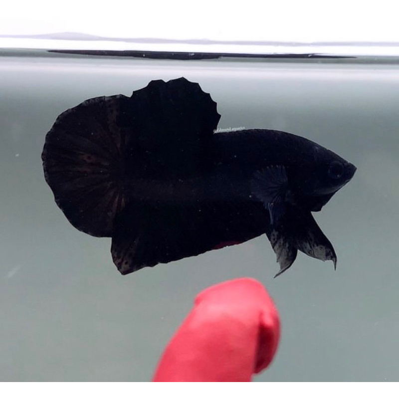 cupang super black king, hitam pekat, mental galak