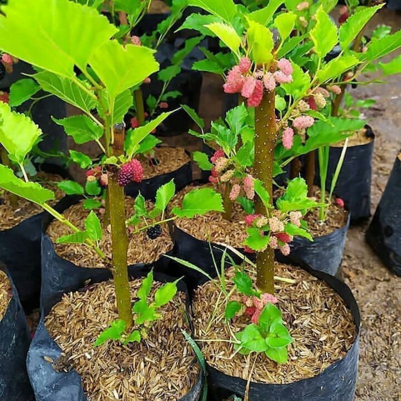 Tanaman Murbei Jumbo Berbuah / Murbei cangkok / mulberry jumbo