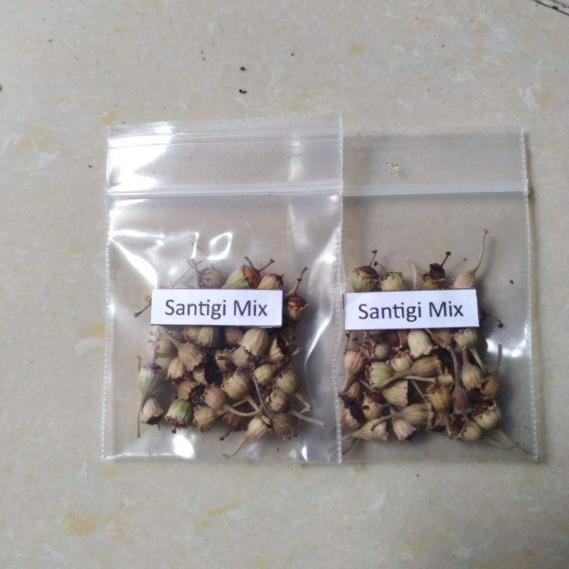 biji santigi mix ( santigi pasir, mawar, karang dan ekor tupai )