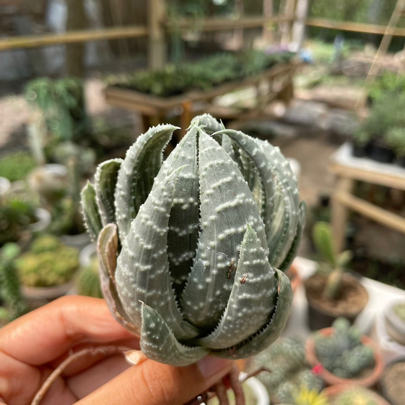 Haworthia Silver Variegata