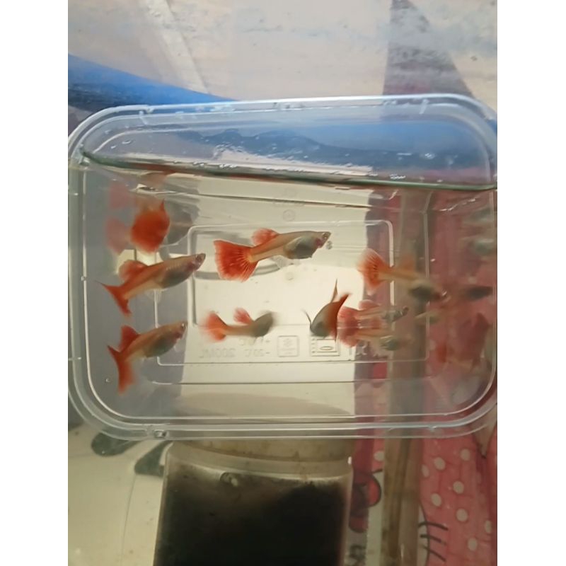 guppy AFR betina kualitas