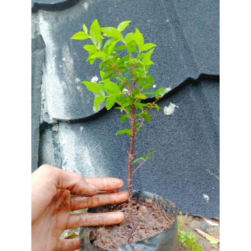 bibit bonsai sakura mikro 30cm, bahan bonsai import