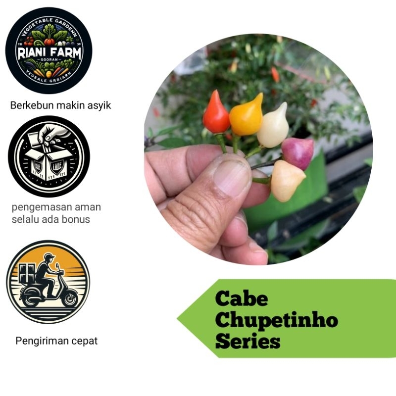 

Paket Hemat Cabe Chupetinho Series