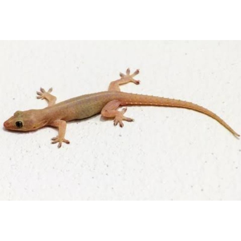 Mainan Cicak Hidup | pakan reptil | isi 15 | Non COD