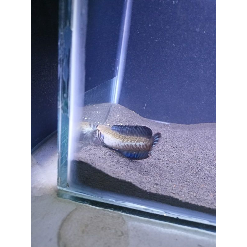 ikan chana andrao size6-7cm kualitas grad A+