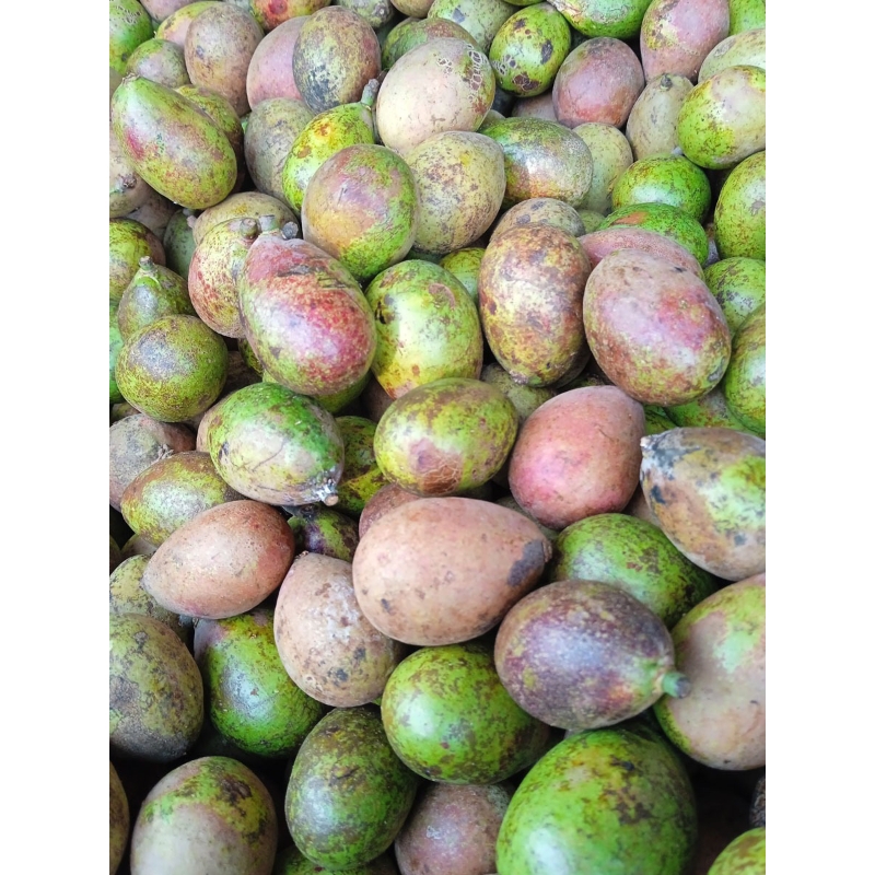 

BUAH MATOA SEGAR MATOA MANIS 1 kg