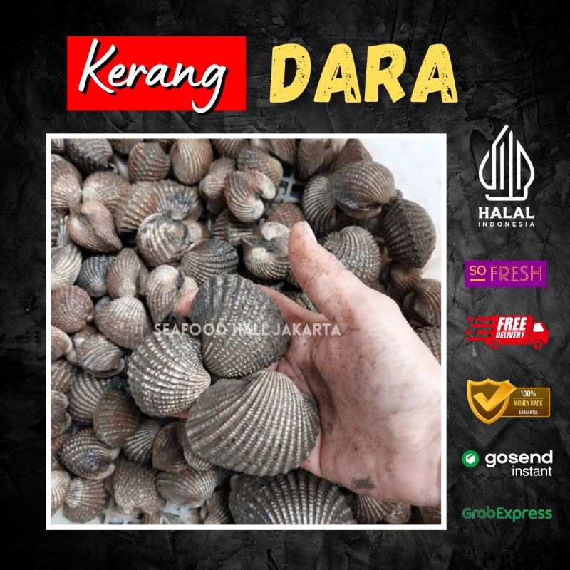 

Kerang Dara Segar / Kerang Darah Fresh 500gr/1kg