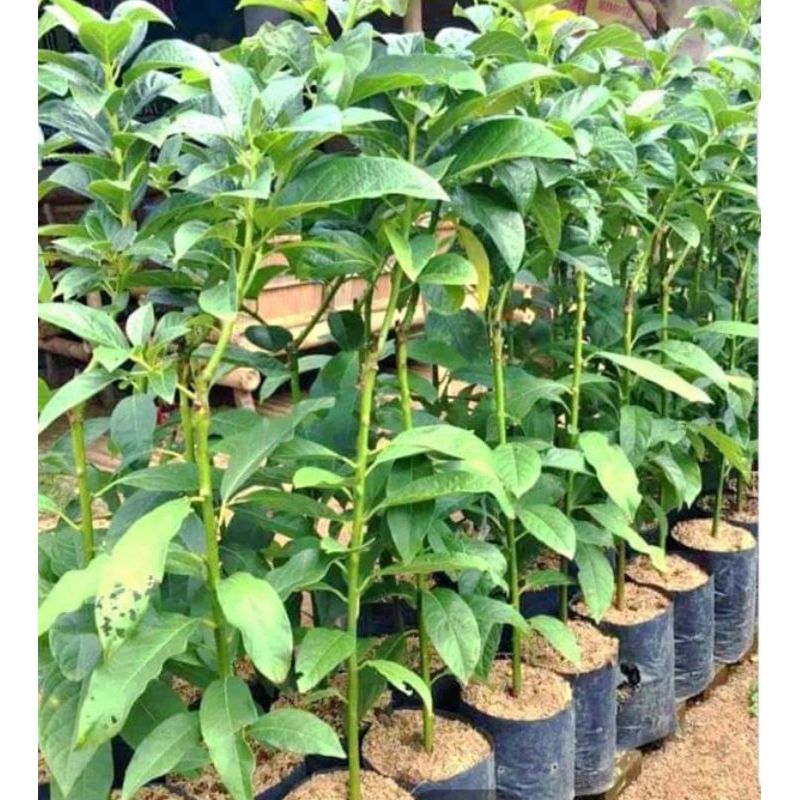 bibit alpukat miki depok