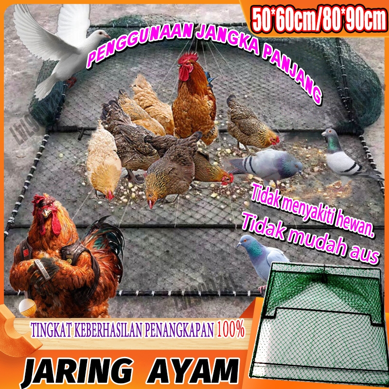 jaring ayam/Jaring jebakan ayam, cocok untuk menangkap berbagai jenis ayam. Dapat dilipat, perangkap