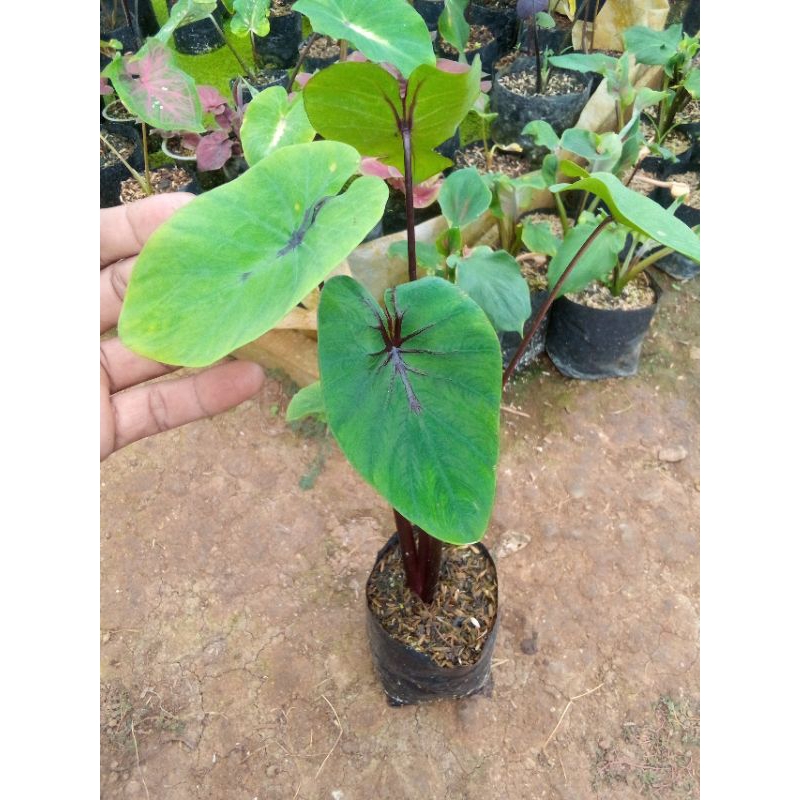 colocasia anakan paraoh mask