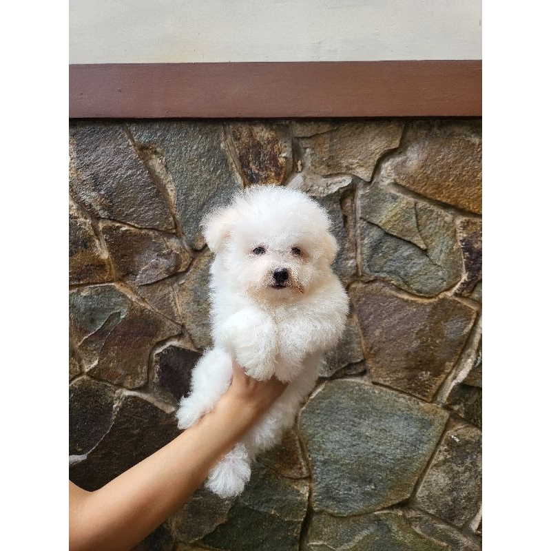 baby BICHON FRISE JANTAN