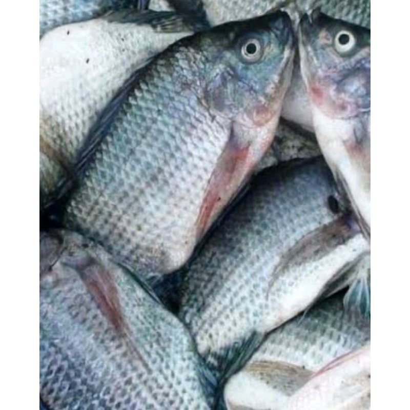 

ikan mujaer segar 1 kg isi 4 ,35000