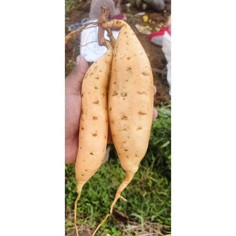 

Ubi jalar MADU ukuran sedang