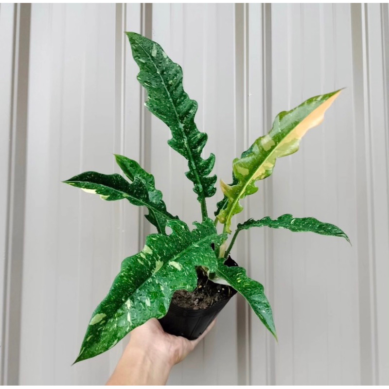 philodendron ring of fire