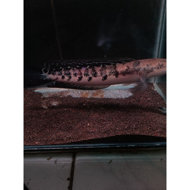 MARU YELLOW SIMET | BAR SIMET | MARU SIMET