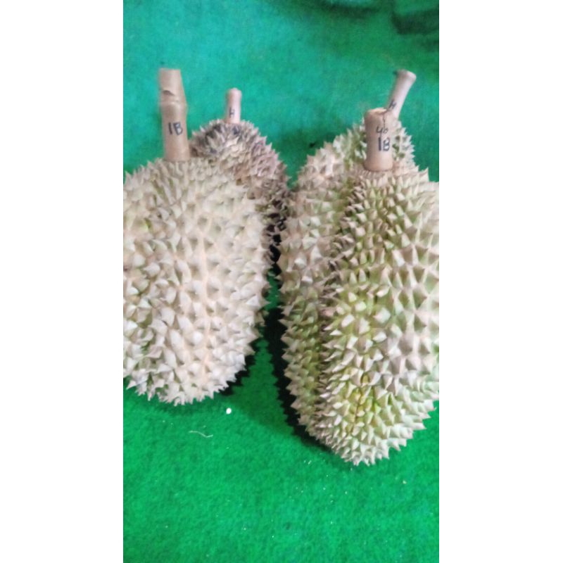 

Durian bawor Banyumas