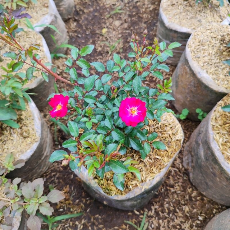 mawar baby rose merah fanta