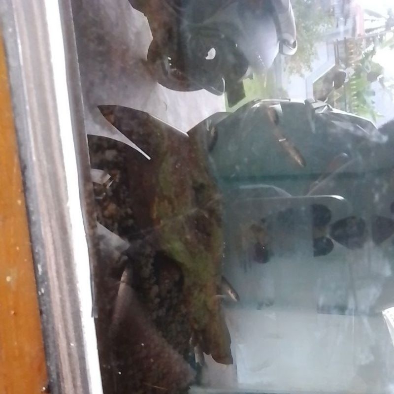 aquarium channa limbata cb 3cm