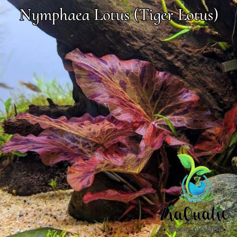 Nymphaea Lotus (Tiger Lotus) - Tanaman Aquascape Aquarium