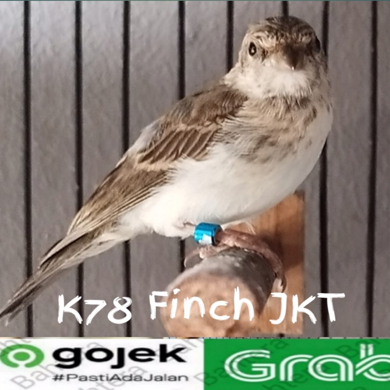 BURUNG SANGER JANTAN PILIHAN