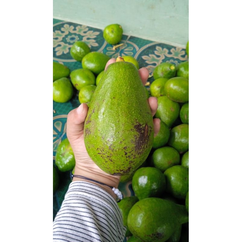 

alpukat mentega