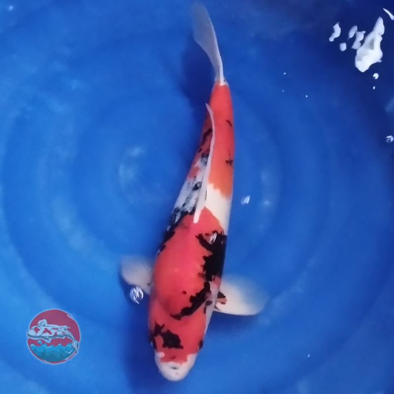 Koi Import Showa Dainichi Serti Narita 54Cm Munuk - Koi Indukan Import