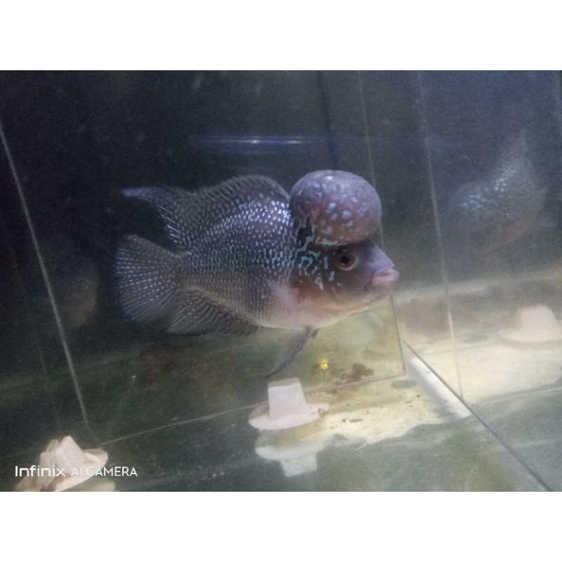 ikan Louhan Srd Size 3jari Boom Head