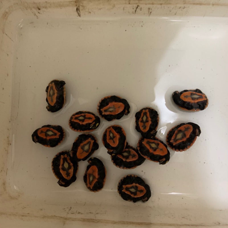 hiasan aquarium kura kura dada merah damer