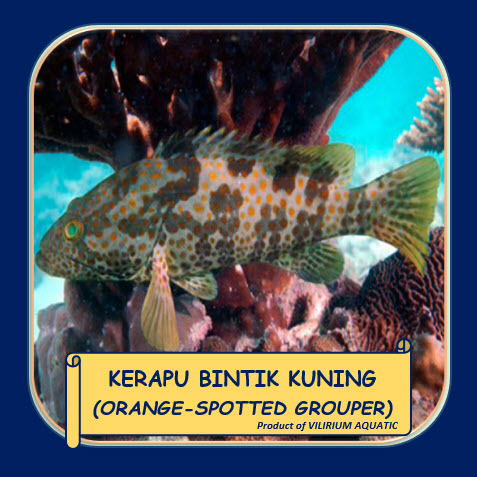 IKAN HIAS AIR PAYAU - KERAPU MUARA / ORANGE SPOTTED GROUPER