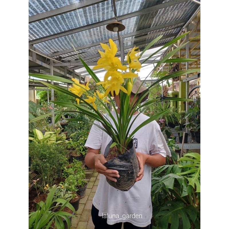 Tanaman hias cymbidium golden boy/Anggrek golden boy termurah /cymbidium golden boy