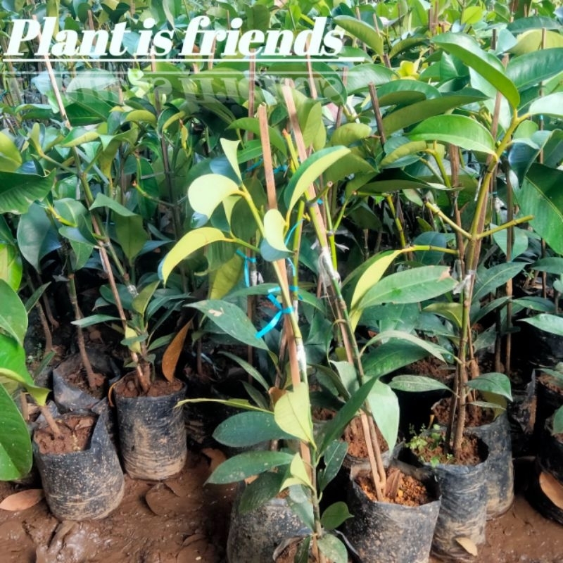 BIBIT MANGGIS OKULASI TANAMAN MANGGIS SUPER GENJAH