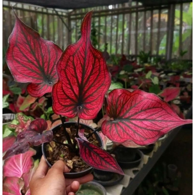 Caladium Nagoya Tanaman Hias Keladi Nagoya / Caladium Nagoya Merah Tanaman Hias perawatan Mudah